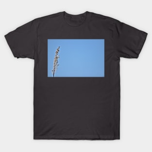 Pampas Grass Head T-Shirt
